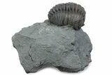 Long Curled Flexicalymene Trilobite - Mt Orab, Ohio #375284-1